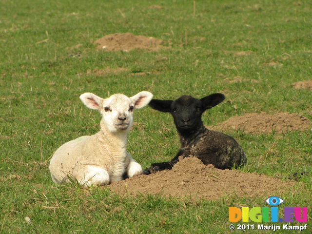 SX17925 Black lamb and white lamb